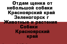 Отдам щенка от небольшой собаки. - Красноярский край, Зеленогорск г. Животные и растения » Собаки   . Красноярский край